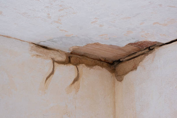 Best Mold removal after water damage  in Willard, MO