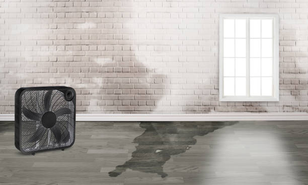 Best Water damage contractors near me  in Willard, MO